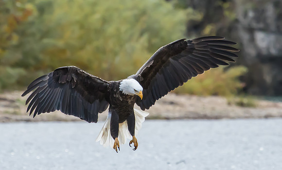 Bald eagles, Current River