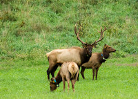 Elk, Peck Ranch Wildlife Refuge