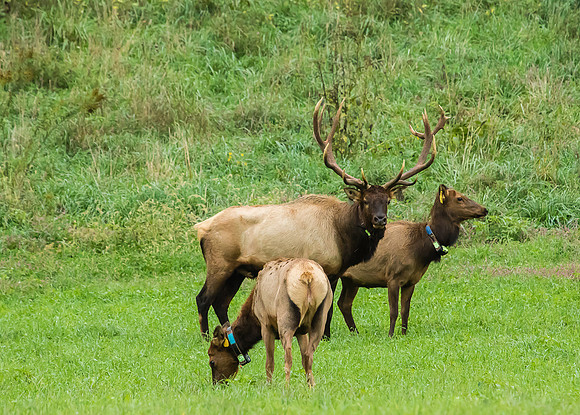 Elk, Peck Ranch Wildlife Refuge