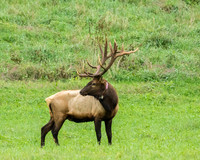 Elk, Peck Ranch Wildlife Refuge