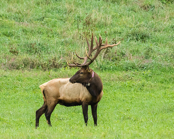 Elk, Peck Ranch Wildlife Refuge