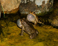 Bufo Spring sing, American toad