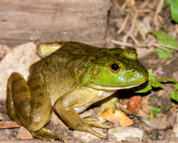 Bullfrog