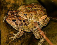 Amphiplexus, American toad