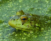 Bullfrog and duckweed