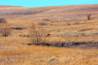 Tall Grass Prairie Preserve, Bison