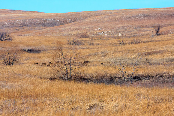 Tall Grass Prairie Preserve, Bison