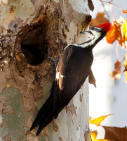 Woodpeckers