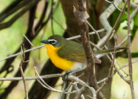 Yellow-breasted chats