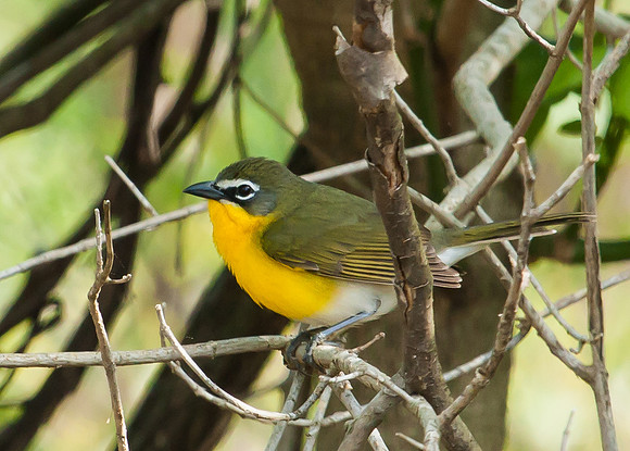 yellow-breasted chat