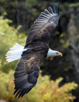 Bald eagle