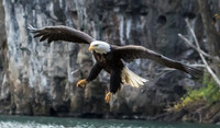 Bald eagle