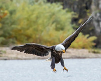 Bald eagle