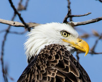 Bald eagle