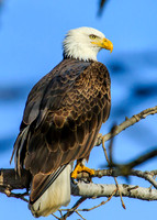 Bald eagle