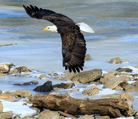 Bald eagle