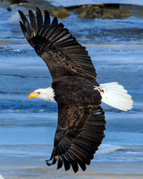 Bald eagle