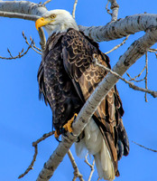 Bald eagle