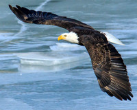 Bald eagle