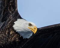 Bald eagle