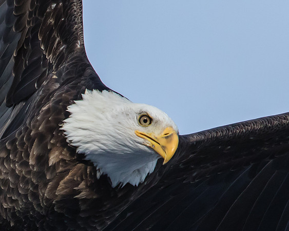 Bald eagle