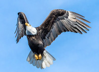 Bald eagle