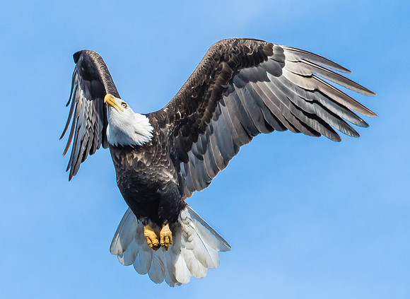 Bald eagle