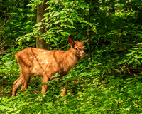 Oconaluftee fawn