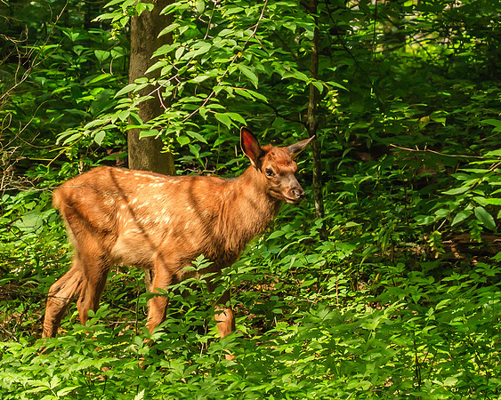 Oconaluftee fawn
