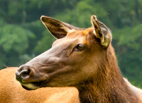 Oconaluftee doe