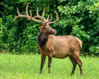 Oconaluftee bull