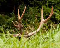 Antlers