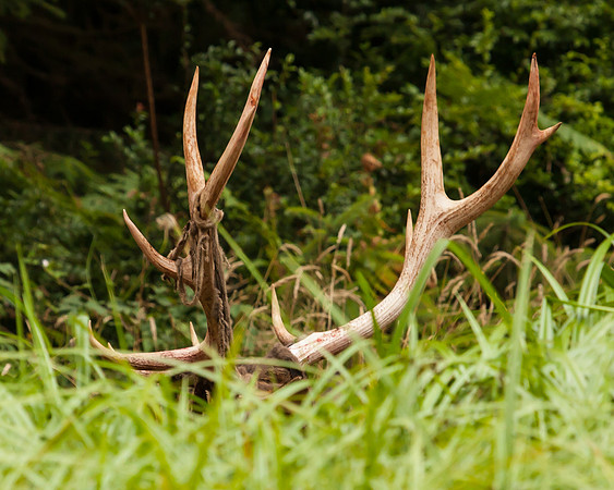Antlers