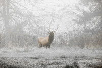Majesty in the mist