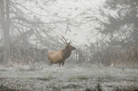 Dawn bull