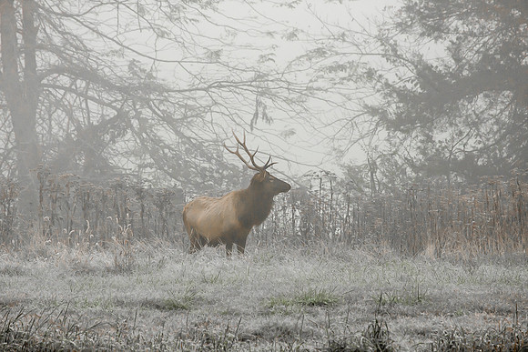 Dawn bull