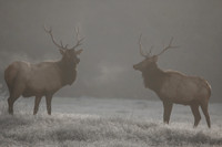 Duel at dawn