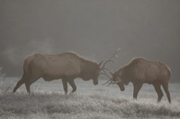 Duel at dawn