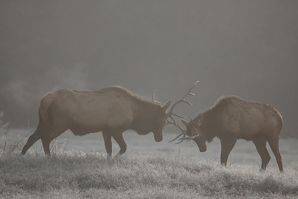 Duel at dawn