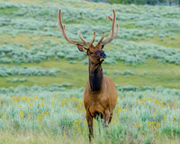 Regal bull