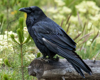 Crows, Jays, Magpies