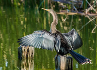 Anhingas