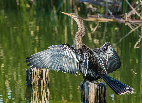 anhinga drying wings