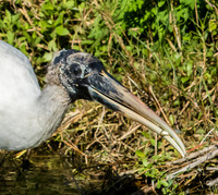 wood stork