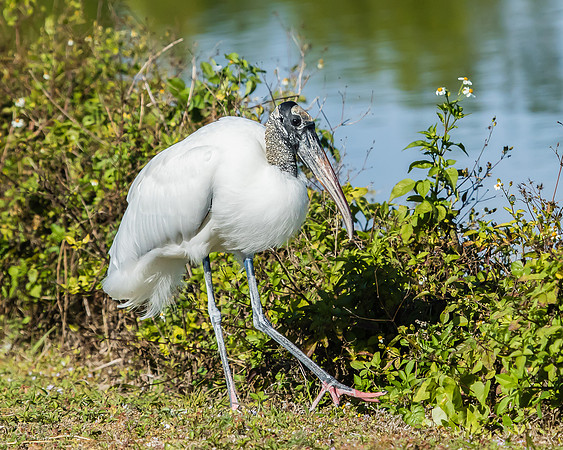 wood stork