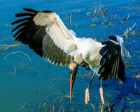 wood stork