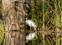 storks