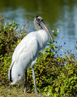 wood stork