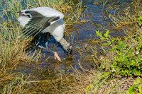 wood stork