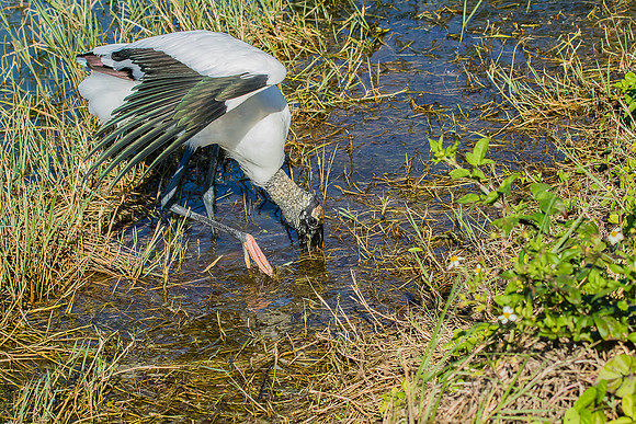 wood stork